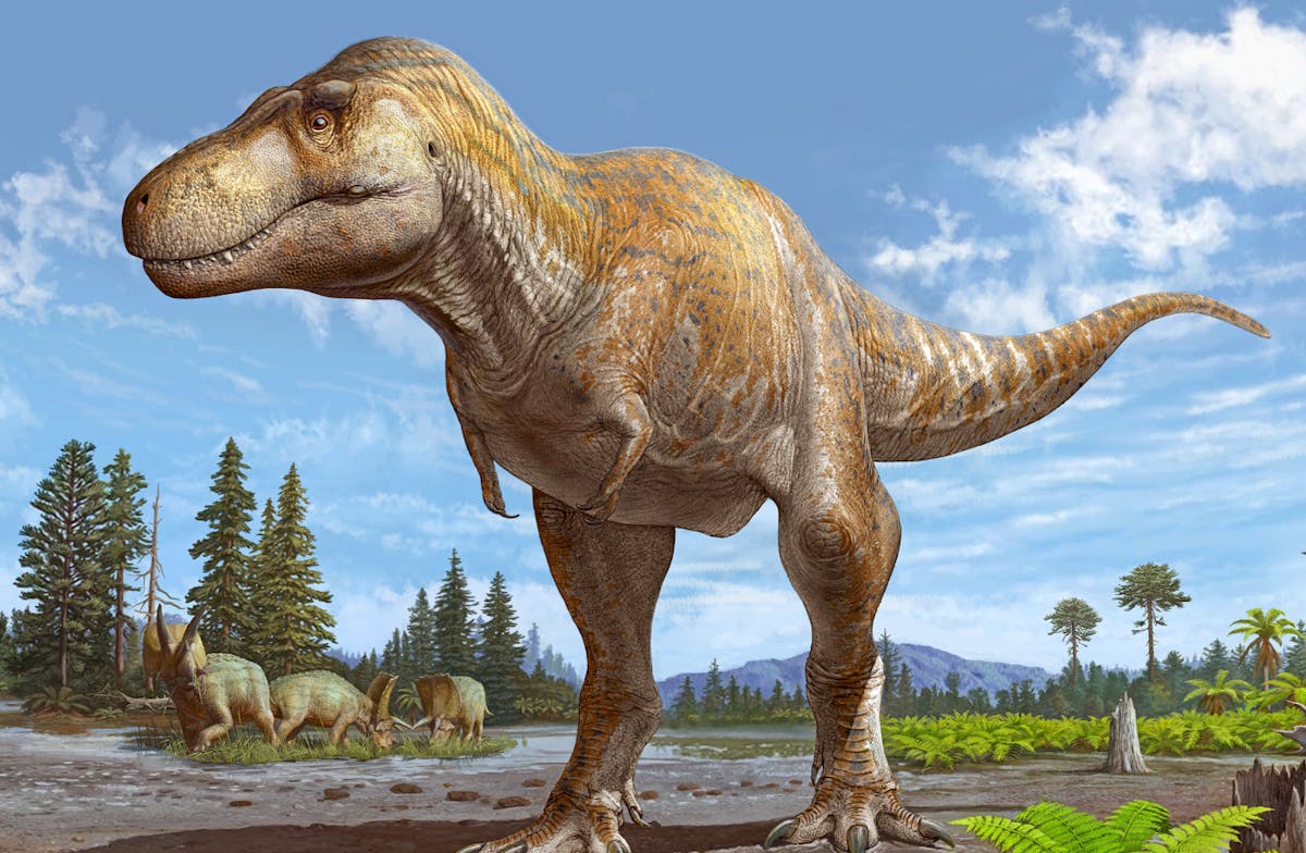 Researchers have identified T-rex's big sister: Tyrannosaurus mcrensis.