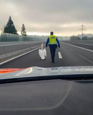 La police «repêche» un cygne sur l'autoroute A5
