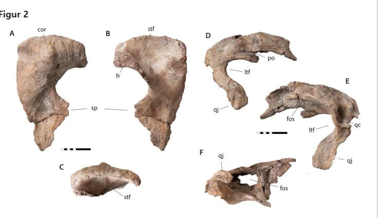 New dinosaur species identified from partial skull