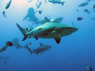 Requins tués à un rythme alarmant malgré les réglementations