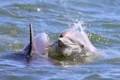 La pêche suspendue pour préserver les dauphins