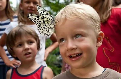 Les papillons attirent toujours plus d'humains!