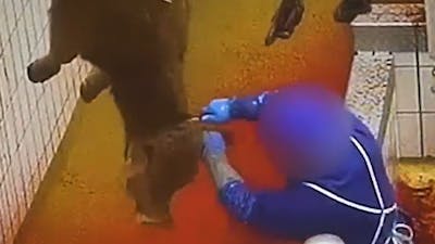 Des animaux «découpés encore vivants» dans un abattoir en France