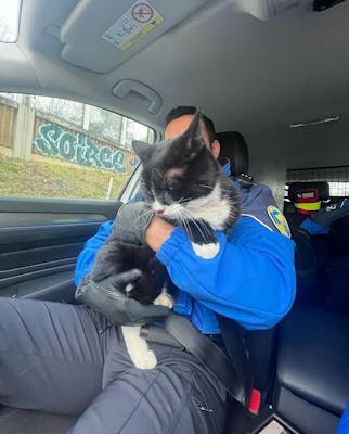 La police intervient pour récupérer un chat sur l'autoroute