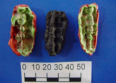 Des chewing-gums préhistoriques livrent quelques secrets