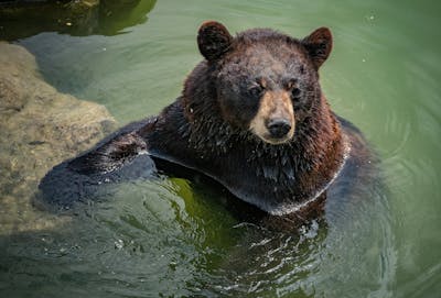Un Suisse perd un bras en nourrissant un ours