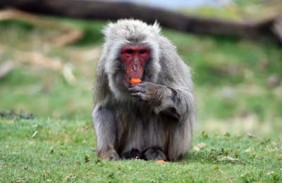 Vaste traque en Écosse pour un macaque évadé