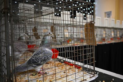 Un pigeon, espion présumé, relâché après avoir été blanchi