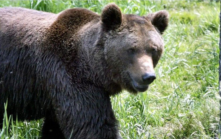 Alpes italiennes: un ours dangereux a été abattu