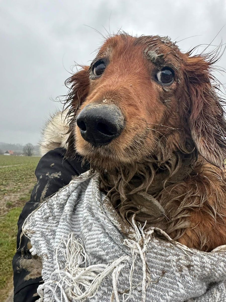 Dasty the dachshund was finally freed after an hour-long rescue operation.