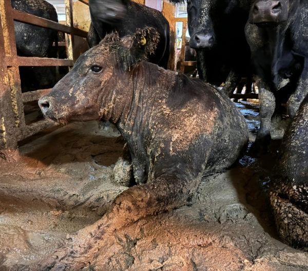 19’000 Rinder leiden: Tierschützer entsetzt über «Todesschiff»