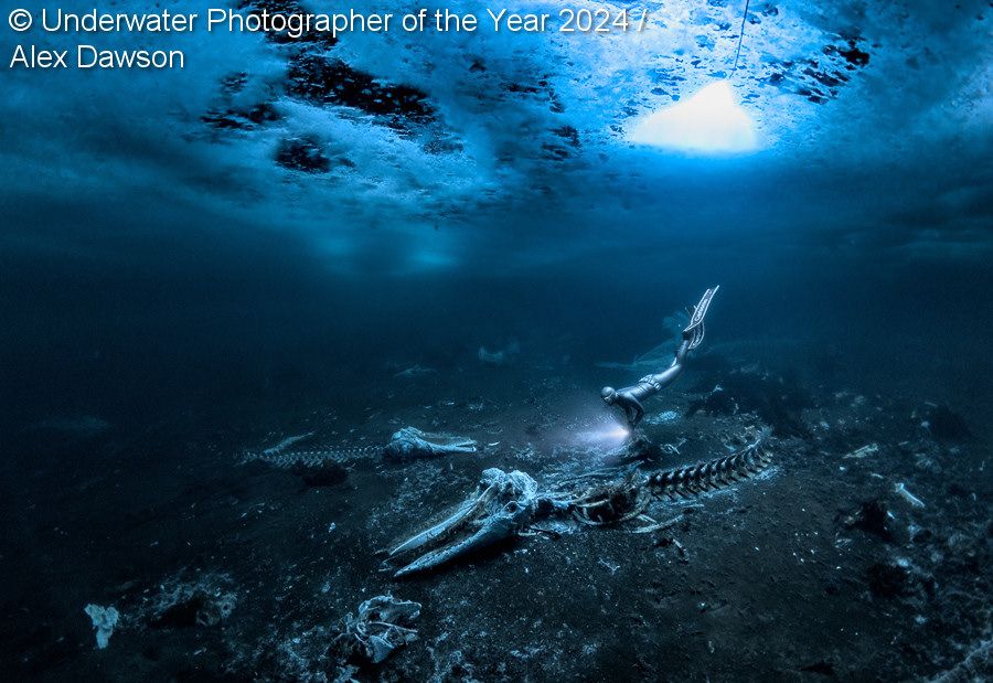 Les plus belles photos sous-marines