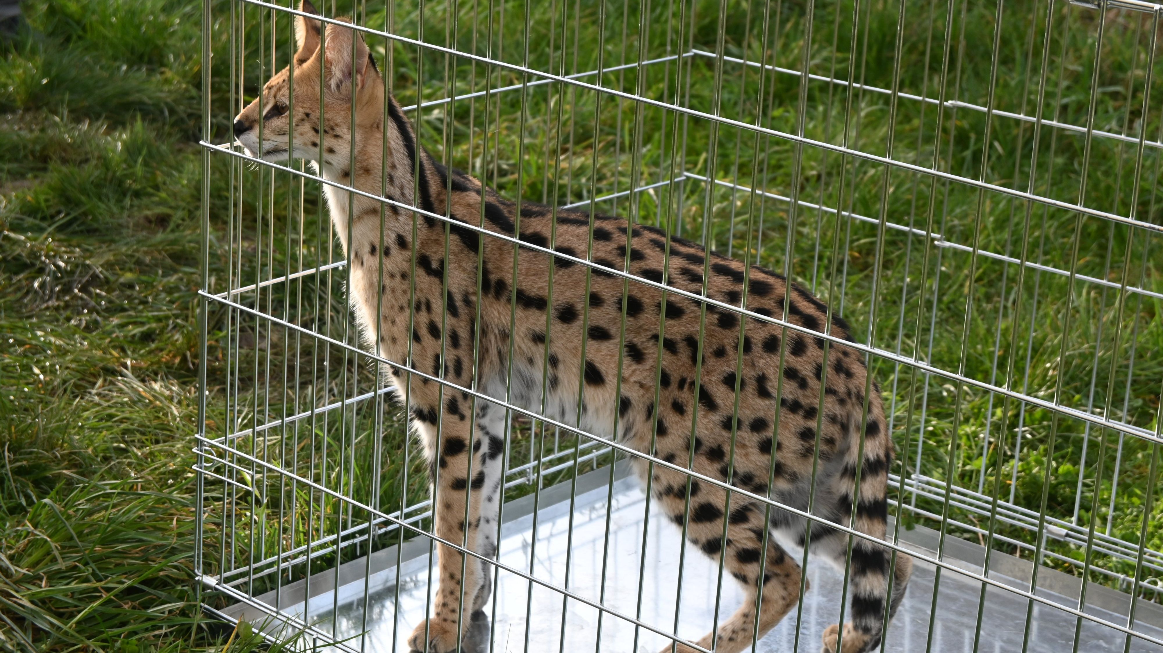 Un serval errant capturé en France voisine