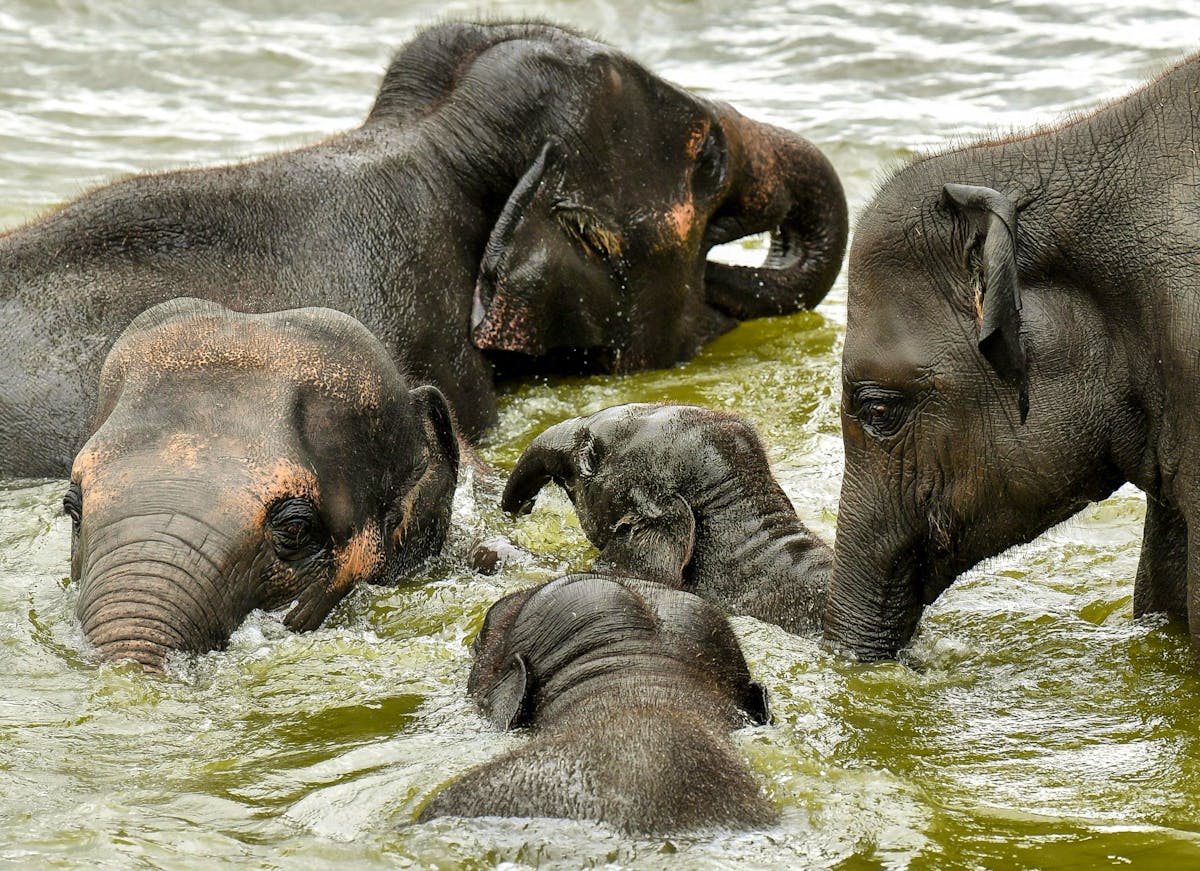 Il y aurait au Bangladesh près de 100 éléphants d’Asie en captivité et à peu près le double à l’état sauvage.