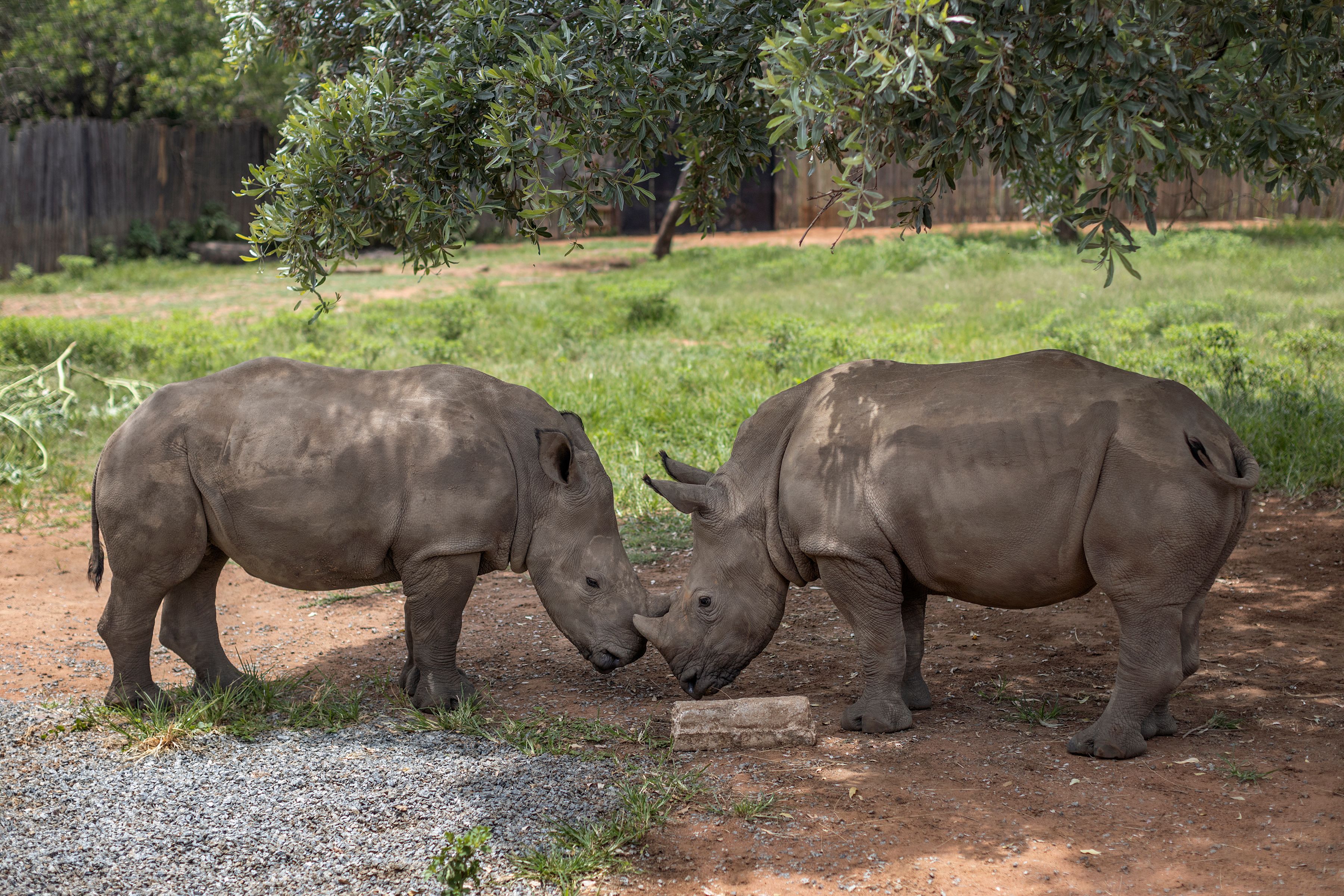 500 rhinocéros braconnés en Afrique du Sud en 2023