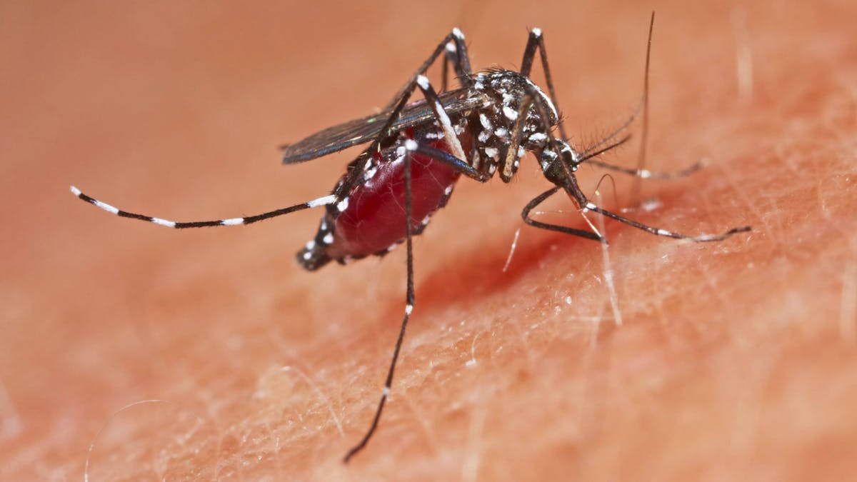 Dengue-Fieber: Peru ruft den Notstand aus