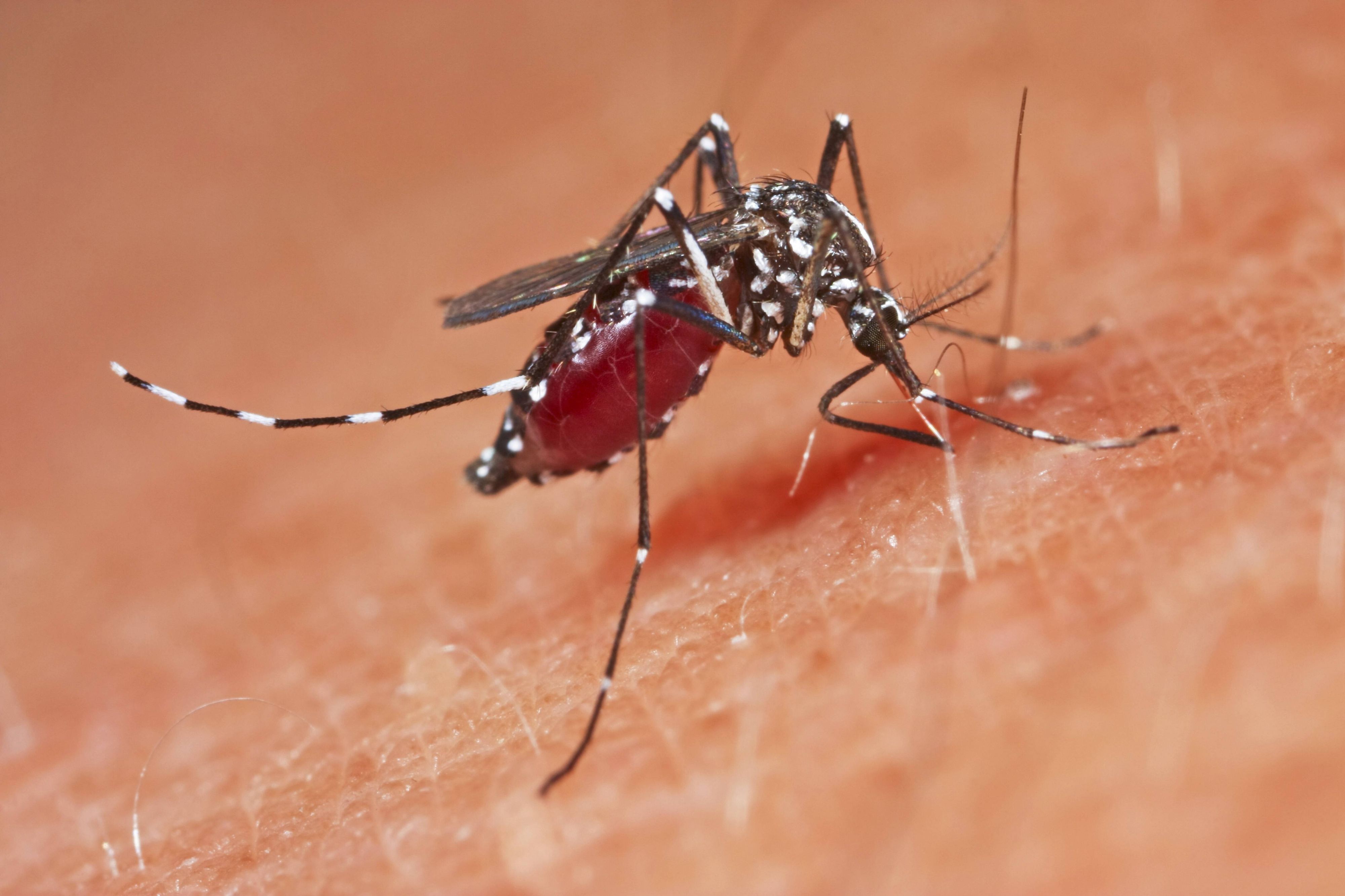 Wegen Dengue-Fieber: Peru ruft Gesundheitsnotstand aus