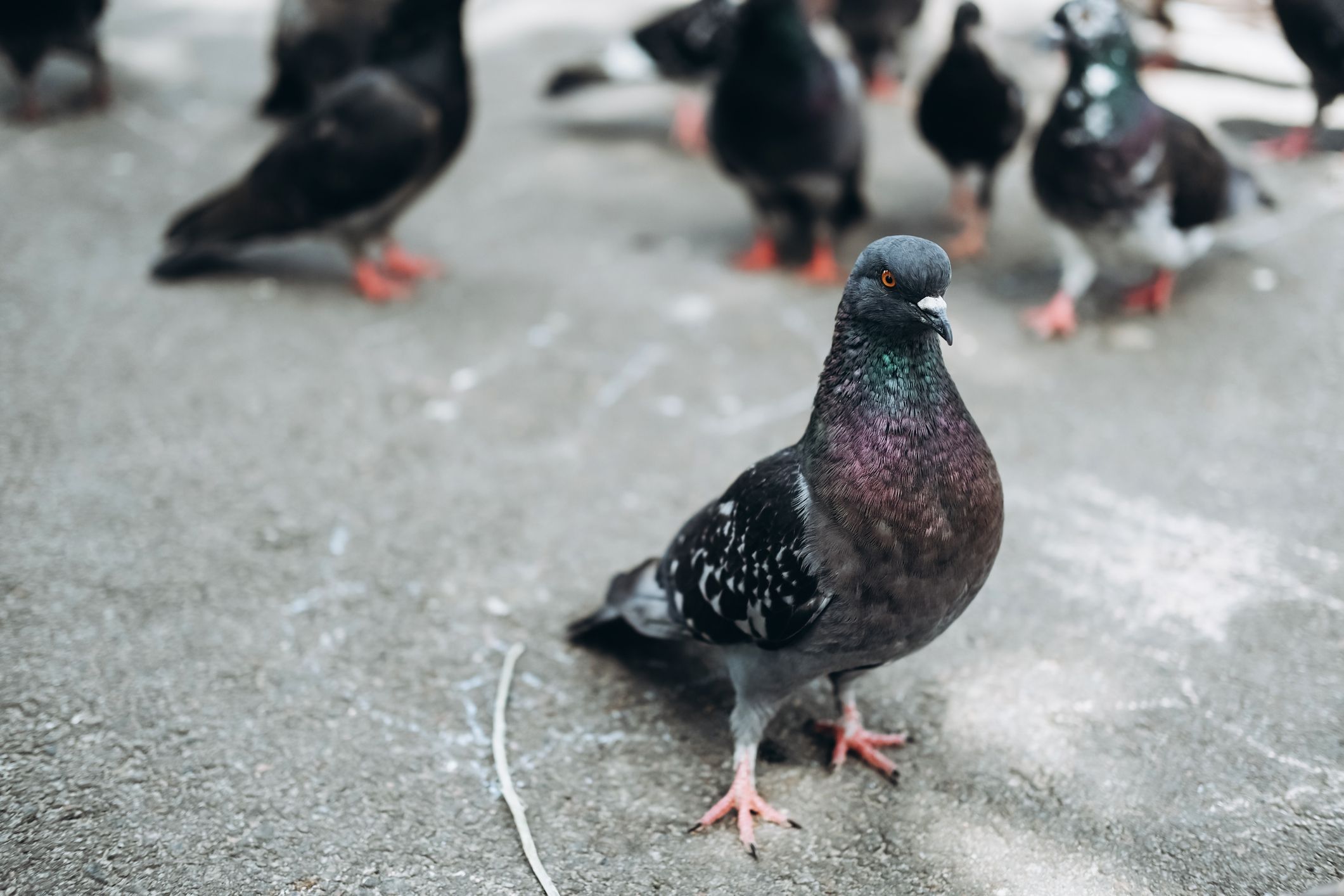 Mystère: hécatombe de pigeons dans un village français