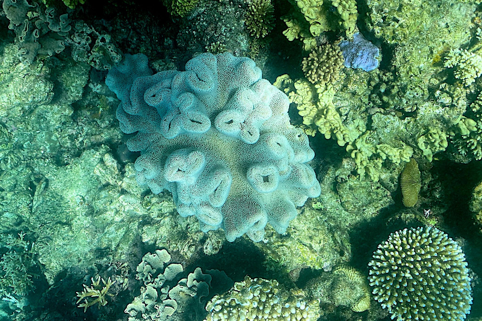 La Grande barrière de corail subit un «blanchissement massif»