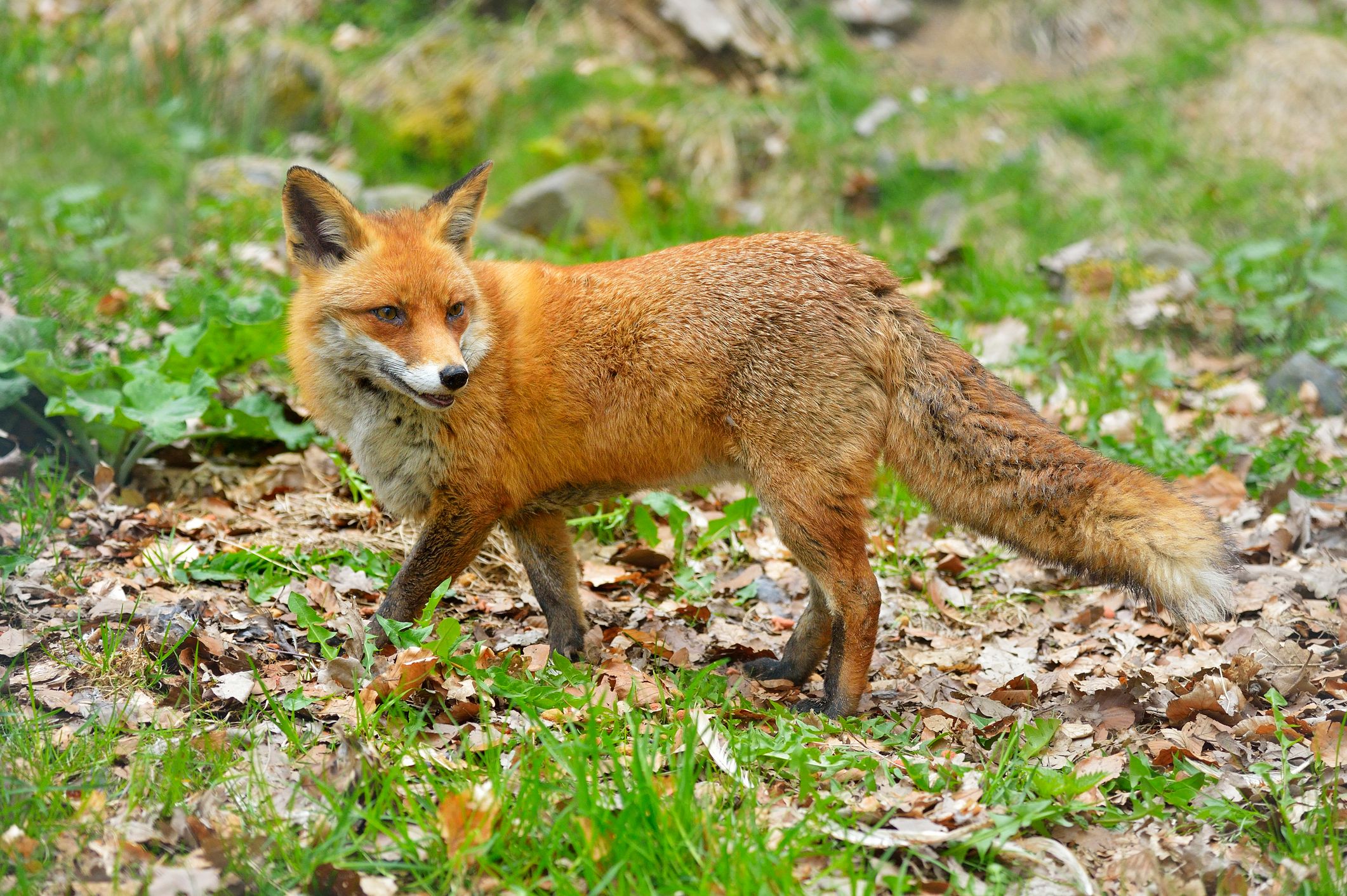 Un charnier de renards découvert dans le Jura