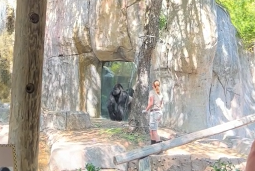 Deux gardiennes de zoo se retrouvent face à un gorille