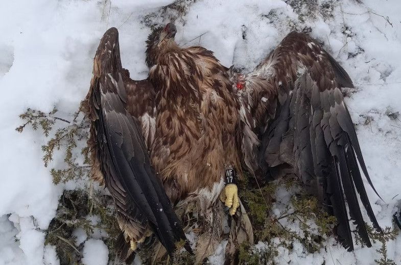 Un chasseur a tué un rapace rarissime des Aigles du Léman
