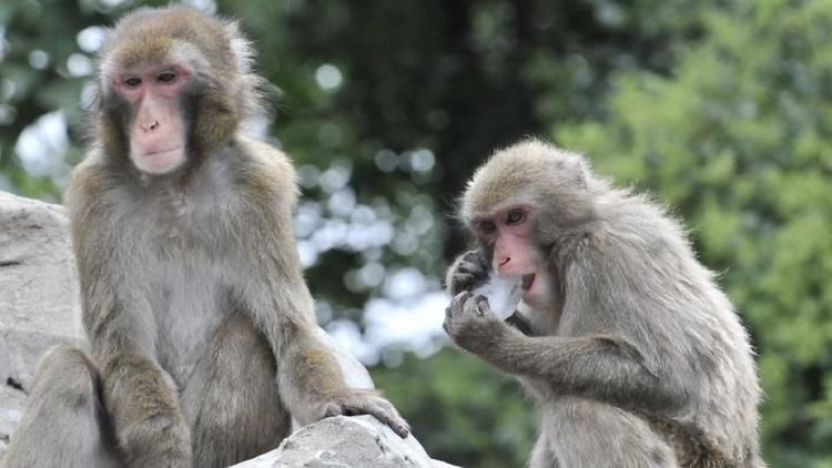 Comme les humains, les macaques s'isolent socialement avec le grand âge