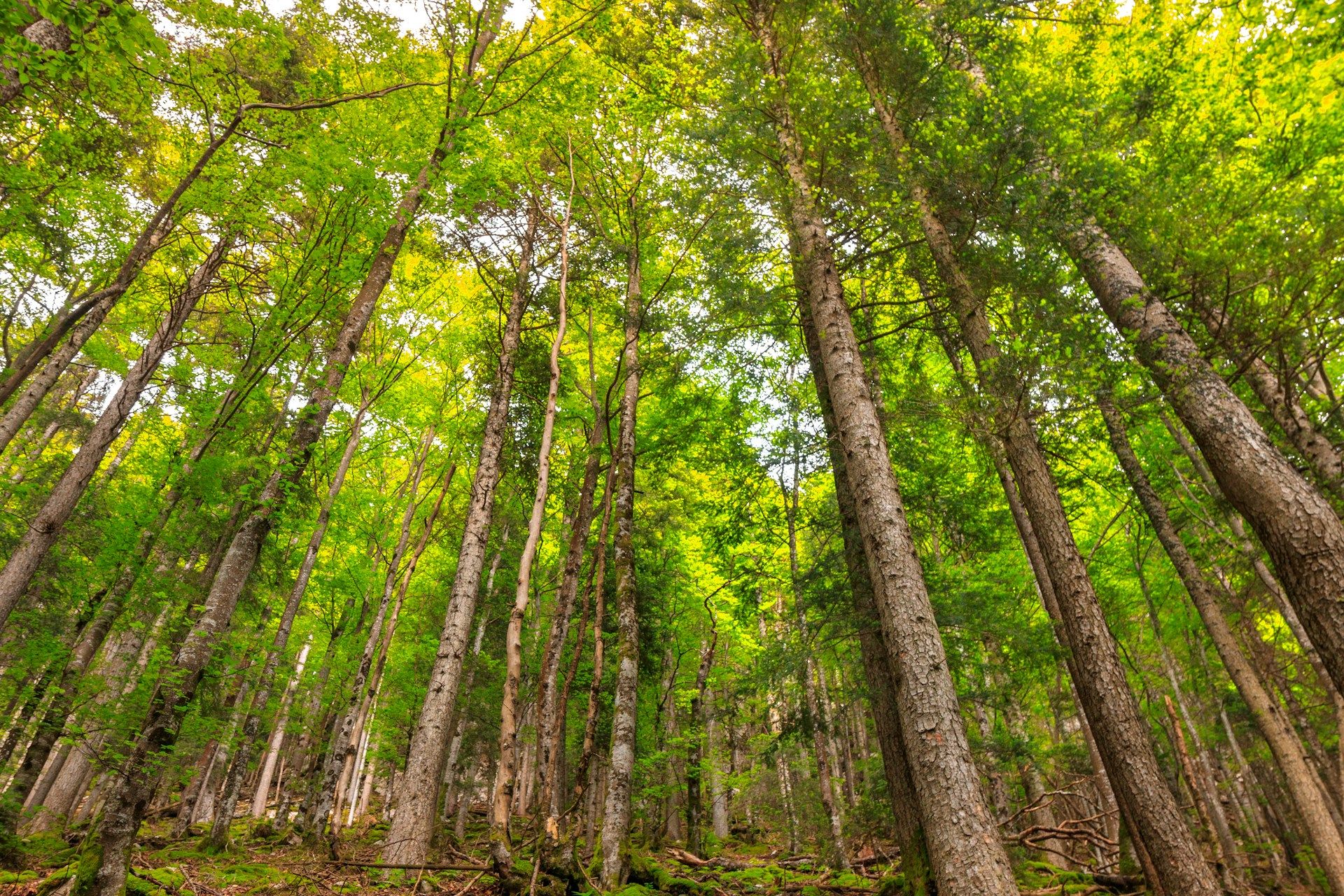 La biodiversité permet à la forêt de résister au changement climatique