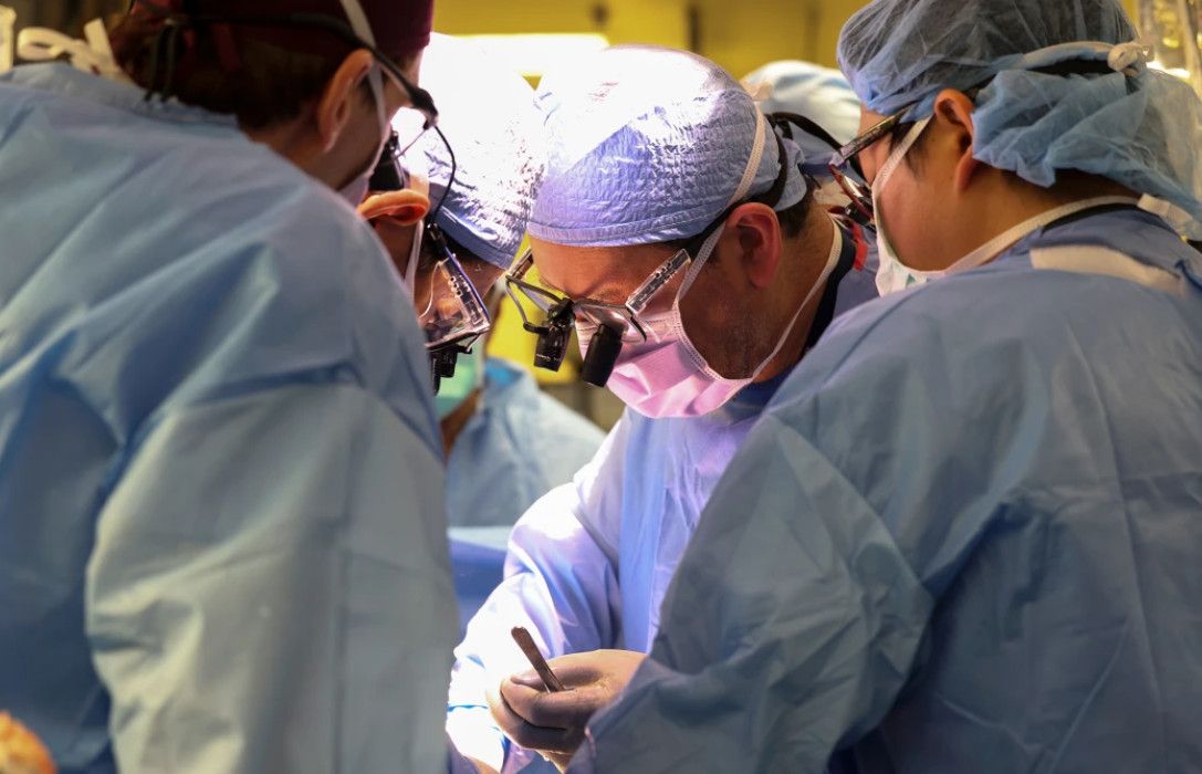 Première transplantation d'un rein de porc sur un patient