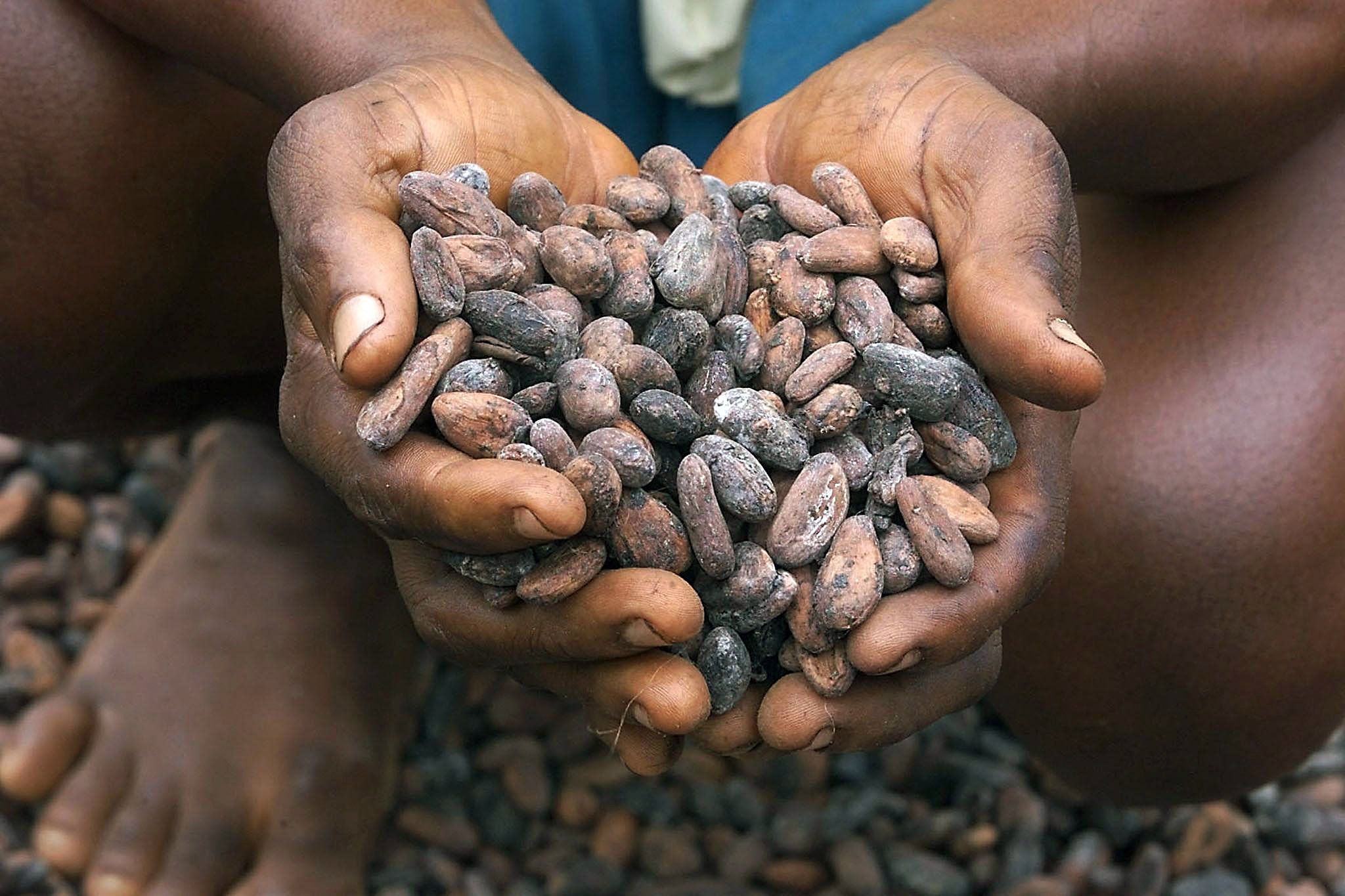 Le cacao n'a jamais été aussi cher