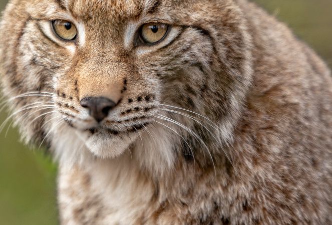 Des lynx jurassiens sans oreilles divisent les spécialistes