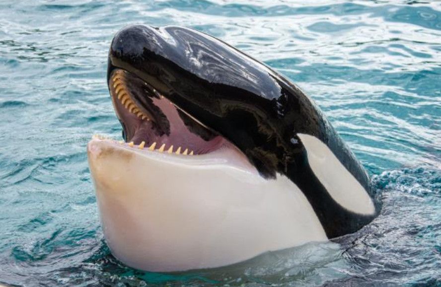 Encore une mort d'orque dans un zoo marin