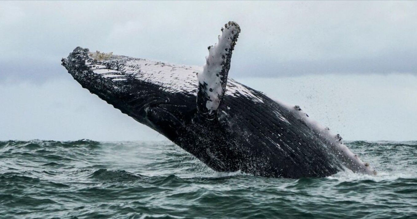 Les mêmes droits pour les baleines que pour les humains?
