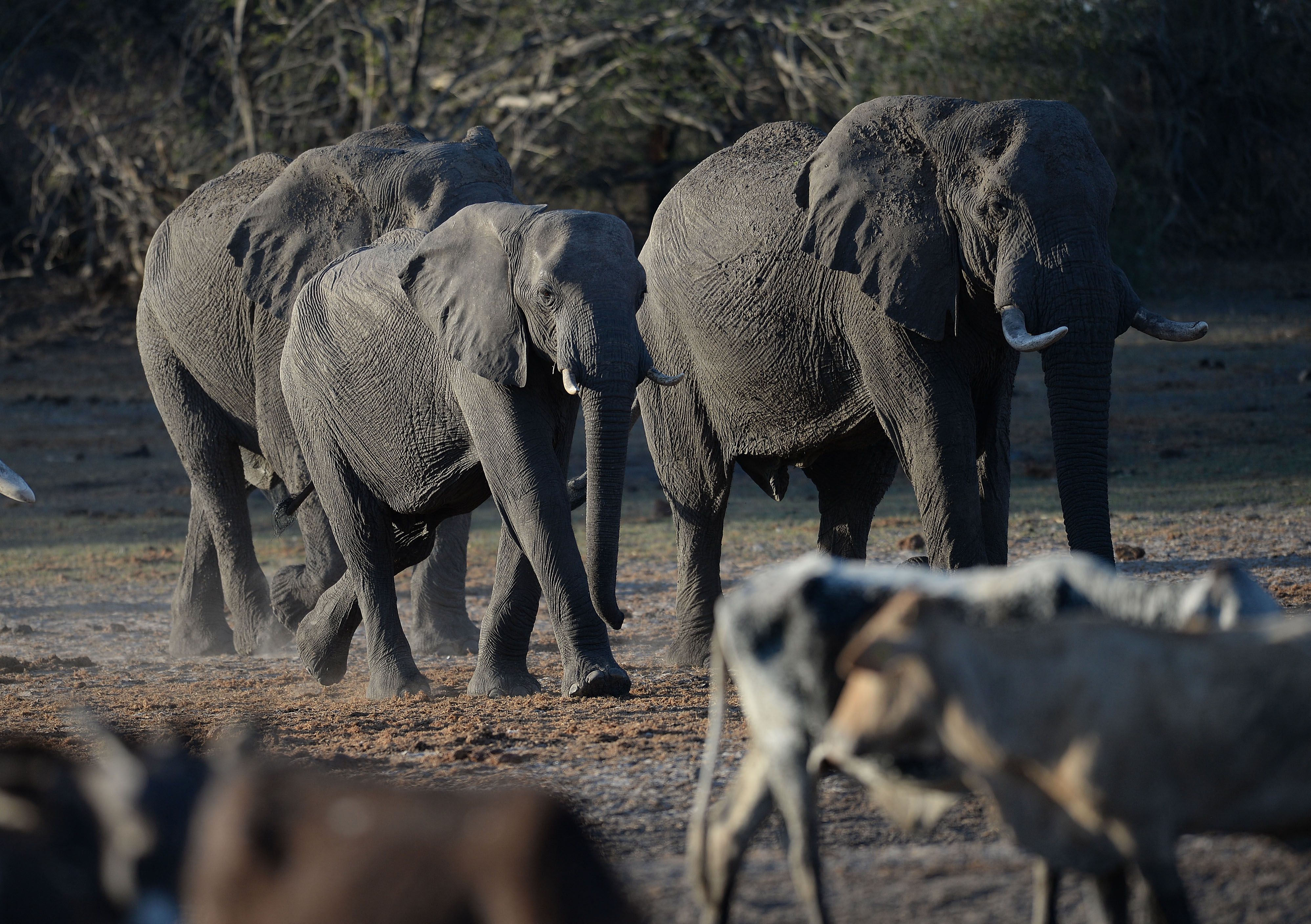 Le Botswana menace d'envoyer 20'000 éléphants à l'Allemagne