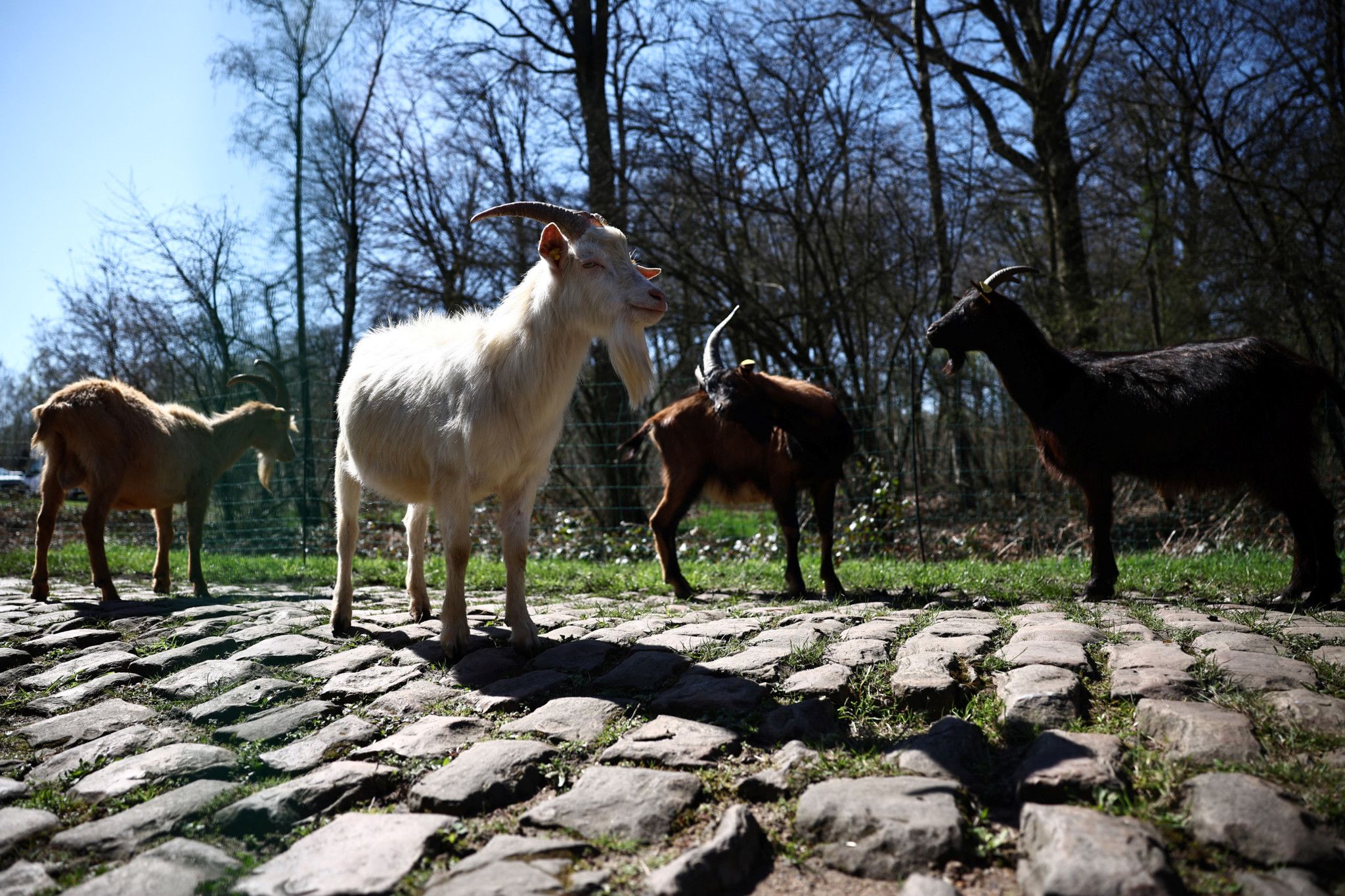 Des chèvres désherbent les pavés de Paris-Roubaix
