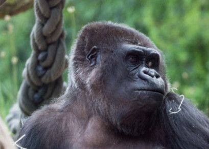 Une mère gorille reste avec son bébé mort-né durant 2 mois