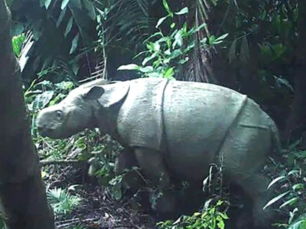 Un rare spécimen de jeune rhinocéros de Java repéré en Indonésie