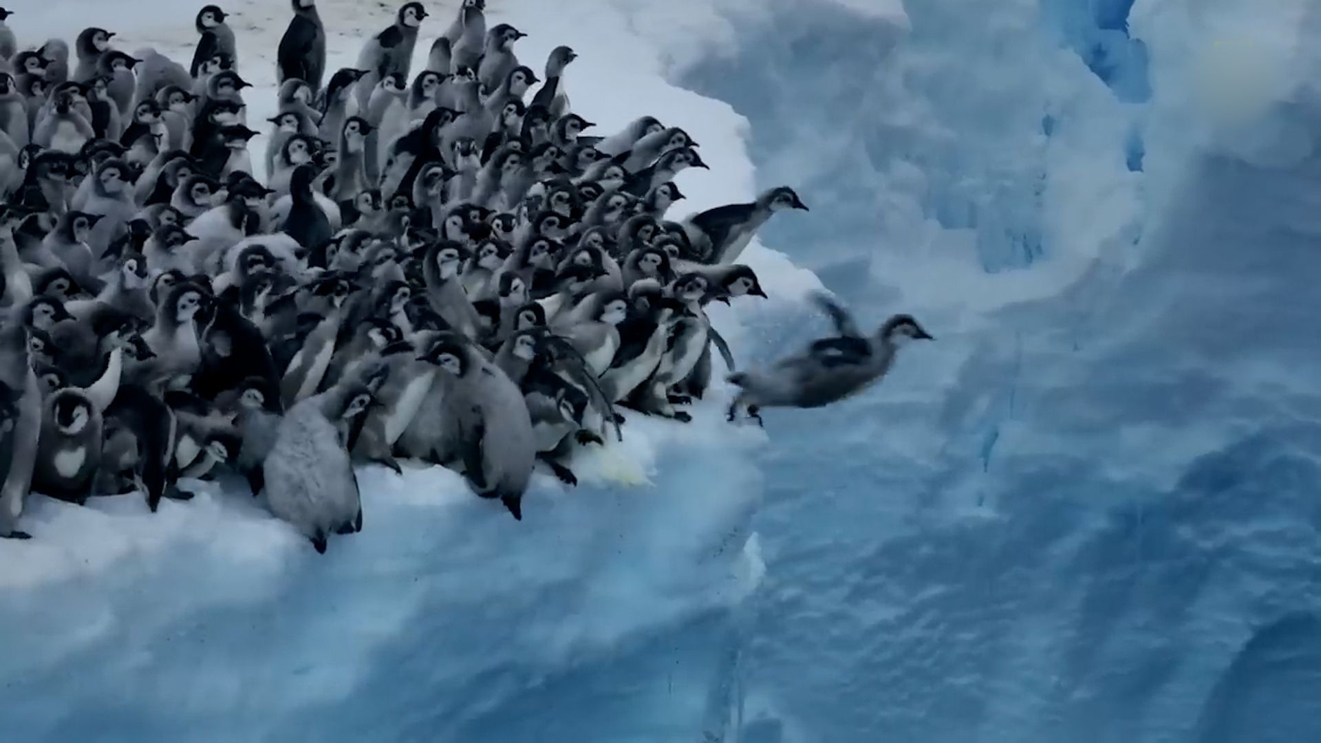 Einmalige Aufnahmen zeigen furchtlose Pinguine beim Klippensprung