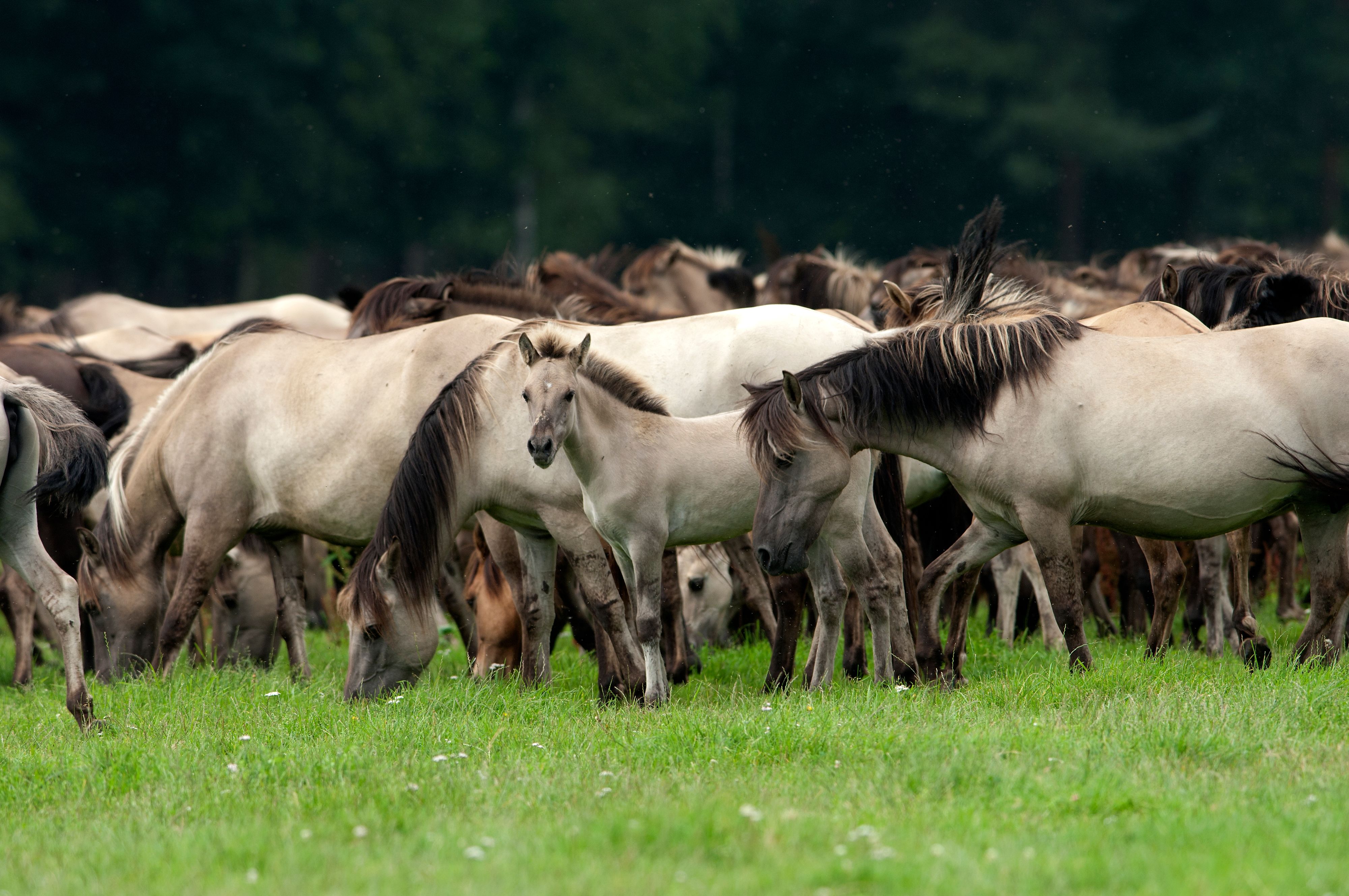 Plus de 500 cadavres de chevaux trouvés dans une propriété