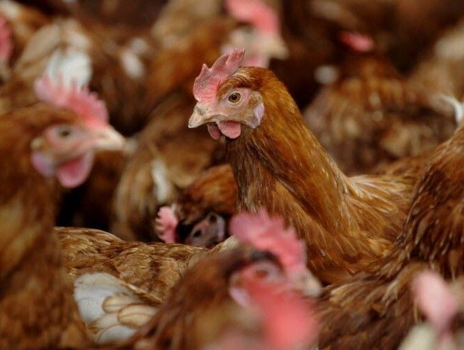 La transmission de la grippe aviaire H5N1 à l’homme «est une énorme inquiétude»