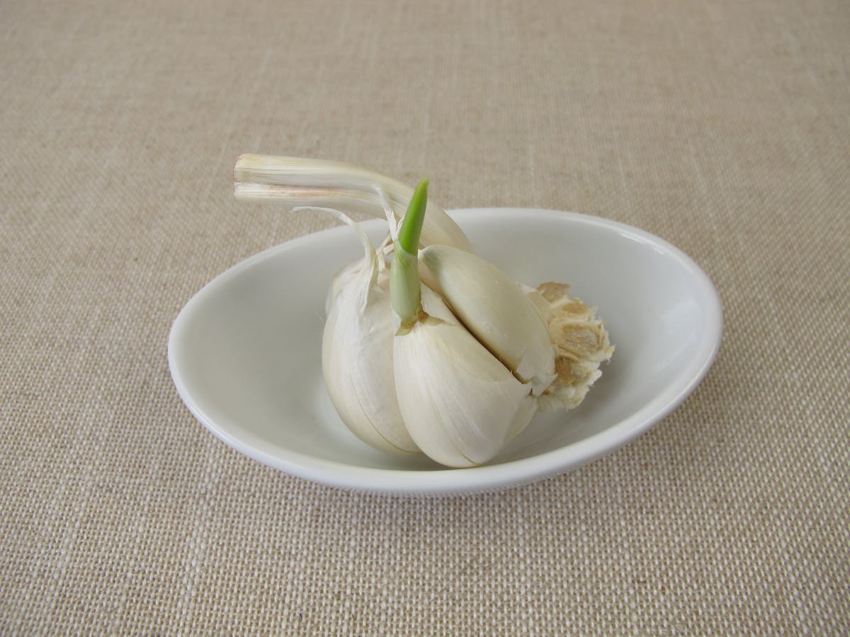 If your garlic bulbs sprout, this will affect the flavor.