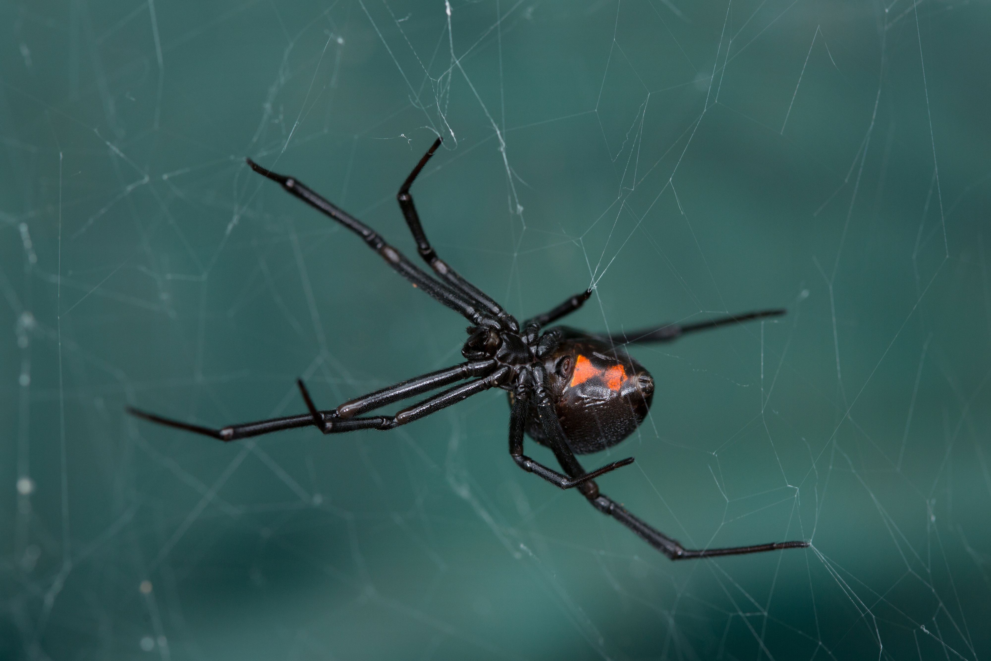 Un millier d'araignées veuves noires saisies en France
