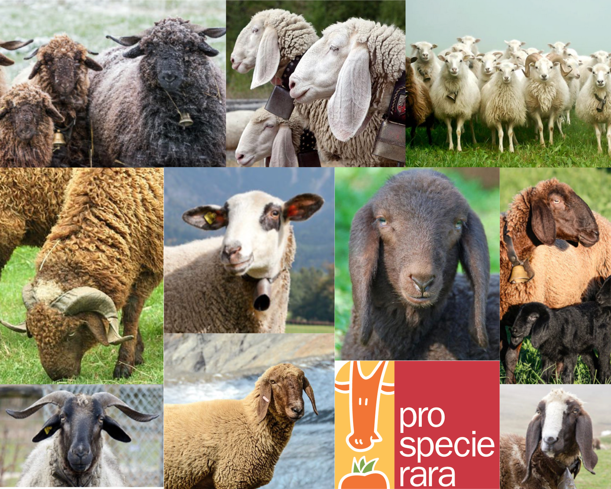 Une petite histoire de moutons et de biodiversité
