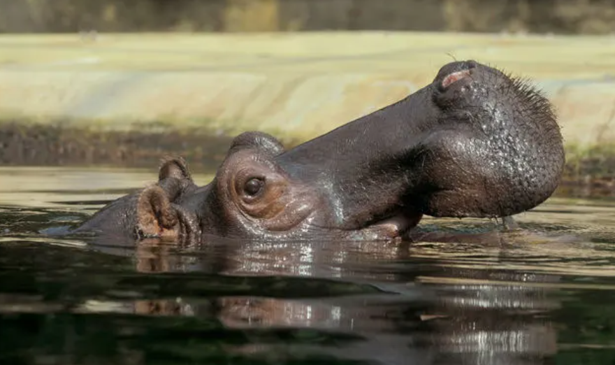 Lourde erreur: le mâle hippopotame était en fait une femelle