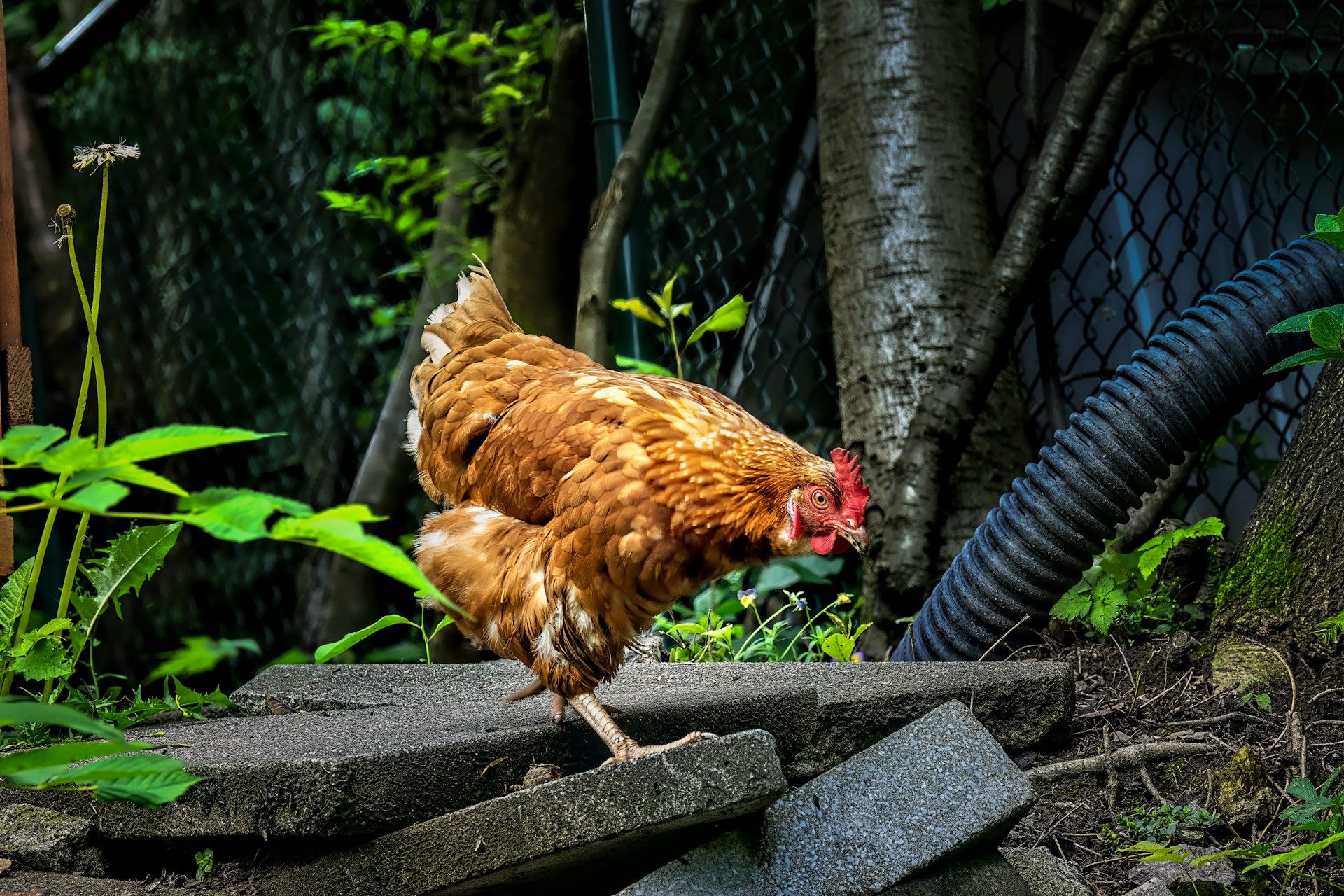 Des chercheurs découvrent que les poules rougissent