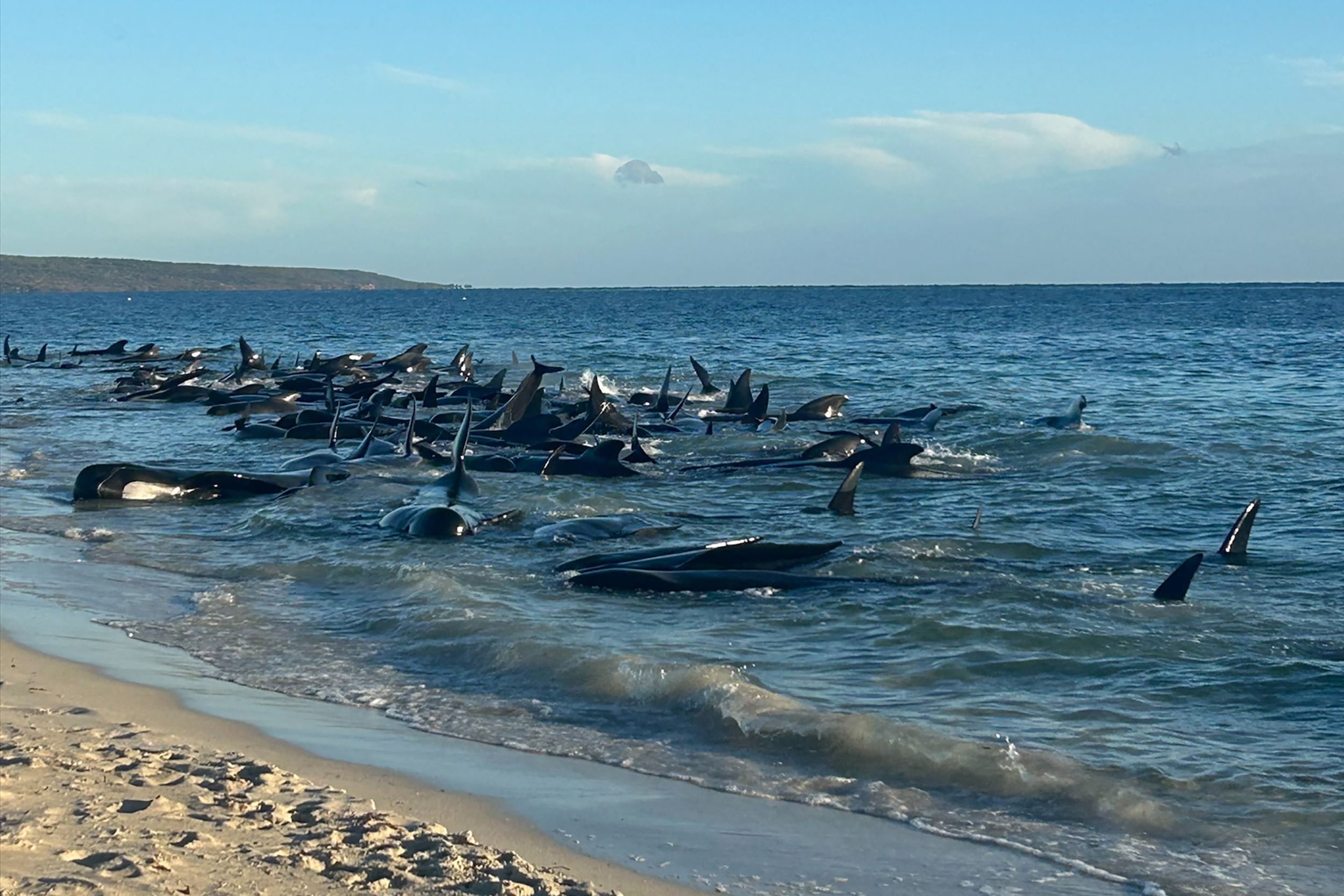 Plus de 150 dauphins échoués: beaucoup vont mourir