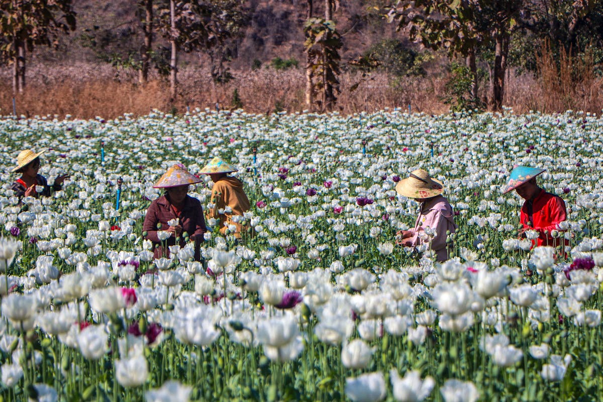 Arbeiterinnen und Arbeiter auf einem illegalen Mohnfeld. Mit kleinen Schnitten in die Schoten der Blumen setzen sie das Opiumharz frei. (Bild: Februar 2024)