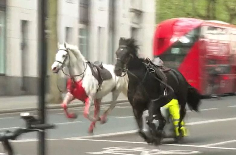 Cavalcade à Londres: deux chevaux sont dans un «état grave»
