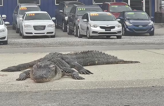 Un alligator mort cause un accident