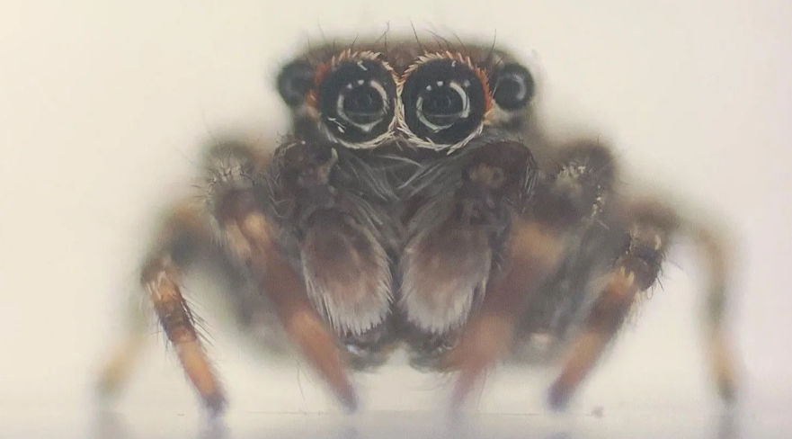 Une nouvelle araignée tropicale découverte... en Cornouailles